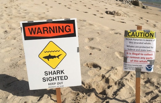 Kona Coast Warning After Sperm Whale Attracts Sharks