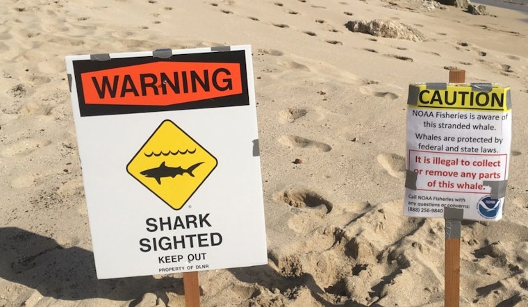 Kona Coast Warning After Sperm Whale Attracts Sharks