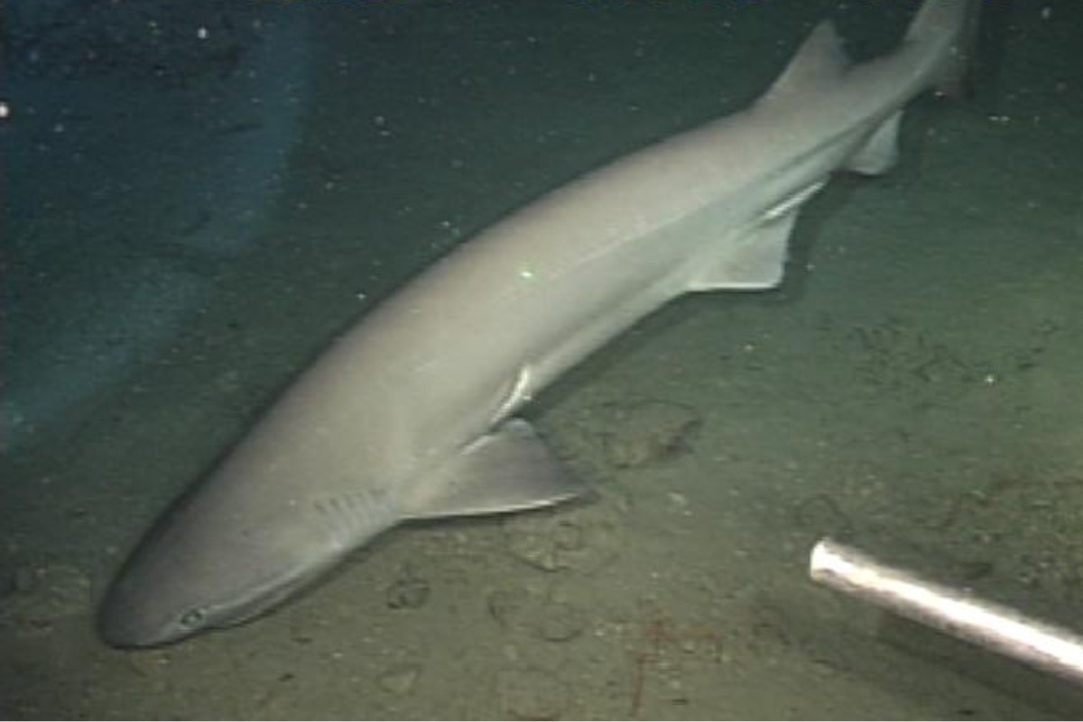 La Jolla Diver Stunned As Rare Prickly Shark Cruises Into Cove