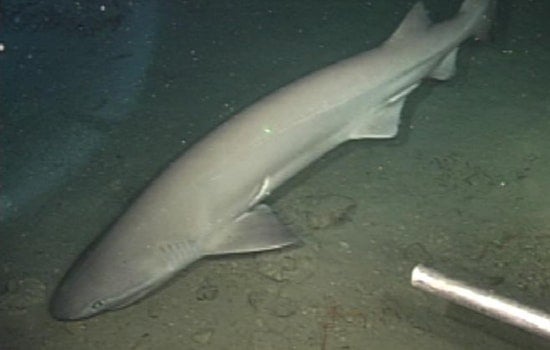 La Jolla Diver Stunned As Rare Prickly Shark Cruises Into Cove