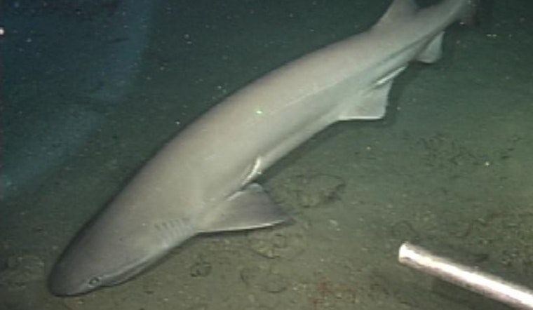 La Jolla Diver Stunned As Rare Prickly Shark Cruises Into Cove
