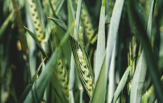 La Jolla Plant Breakthrough Hints At Drought‑Tough Crops For San Diego Farms