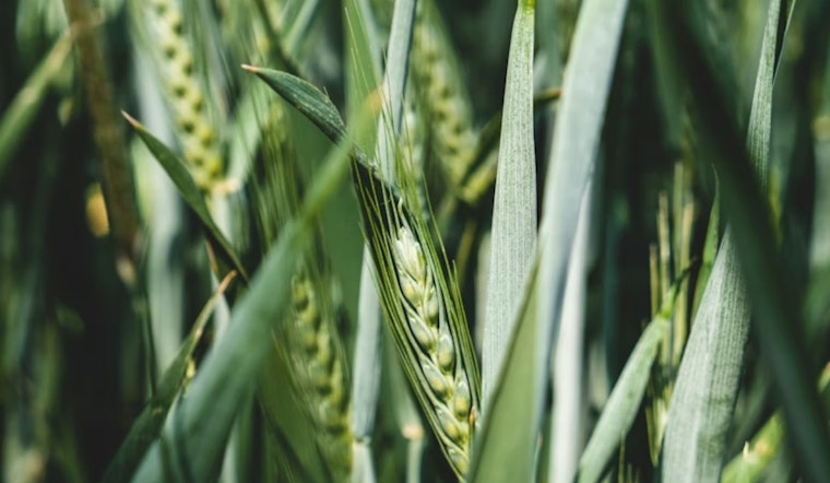 La Jolla Plant Breakthrough Hints At Drought‑Tough Crops For San Diego Farms