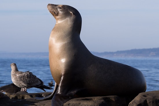 La Jolla Ranger Boots Tourist Family For Pelting Sea Lions