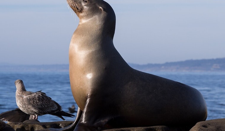La Jolla Ranger Boots Tourist Family For Pelting Sea Lions
