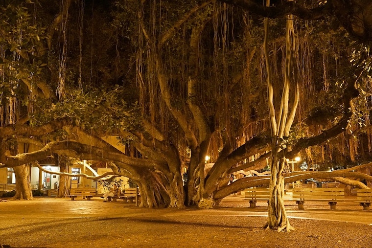 Lahaina’s Famed Banyan Clings to Life as Arborists Stage Around-the-Clock Rescue