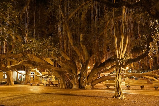 Lahaina’s Famed Banyan Clings to Life as Arborists Stage Around-the-Clock Rescue