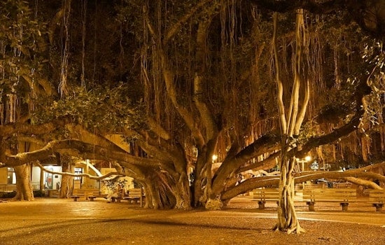 Lahaina’s Famed Banyan Clings to Life as Arborists Stage Around-the-Clock Rescue