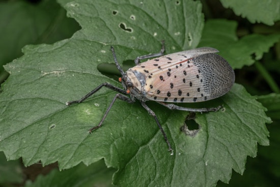 Lanternfly Invasion Creeps Down I-85 Into Rowan, Davidson And Caswell