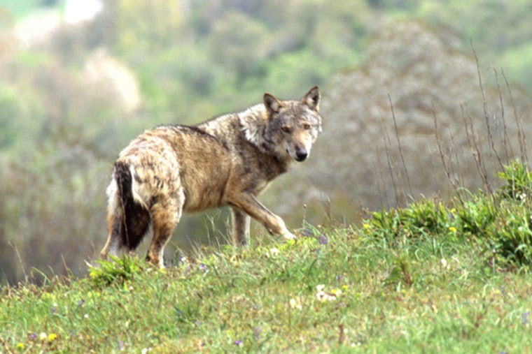 Lone She-Wolf Hits L.A. County After 370-Mile Mate Hunt