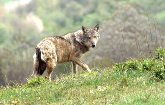 Lone She-Wolf Hits L.A. County After 370-Mile Mate Hunt