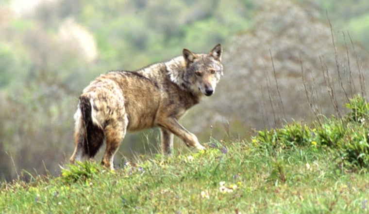 Lone She-Wolf Hits L.A. County After 370-Mile Mate Hunt