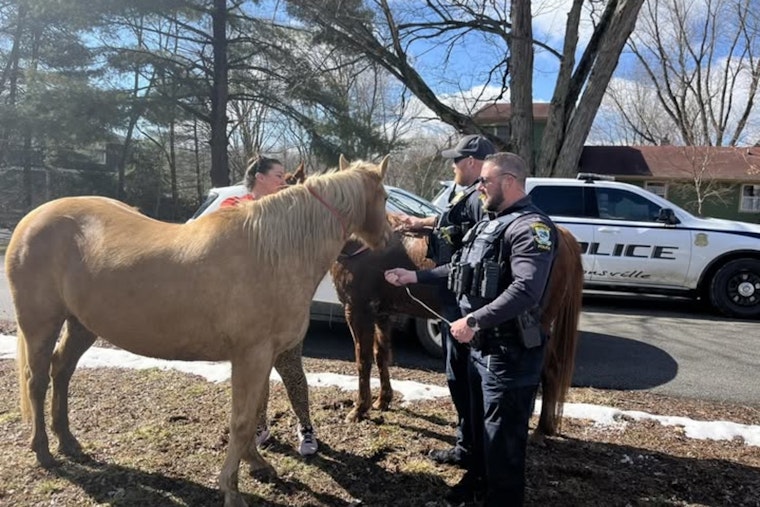 Loose Horses Turn Whitestown Road Into Wild West as Zionsville Cops Step In