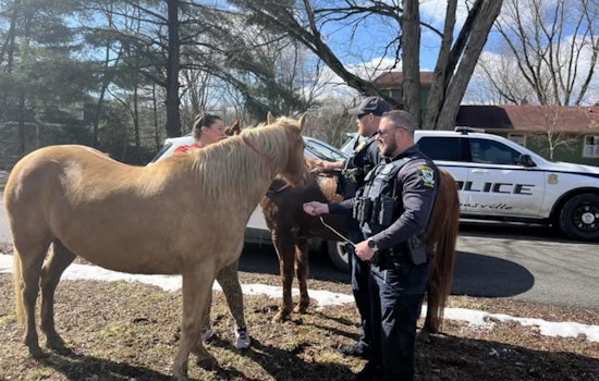 Loose Horses Turn Whitestown Road Into Wild West as Zionsville Cops Step In
