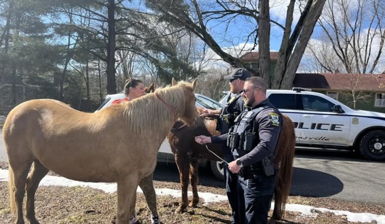 Loose Horses Turn Whitestown Road Into Wild West as Zionsville Cops Step In