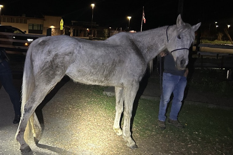 Loose Morgan Hill Horse Trots Down Roads Like It Owns The Place