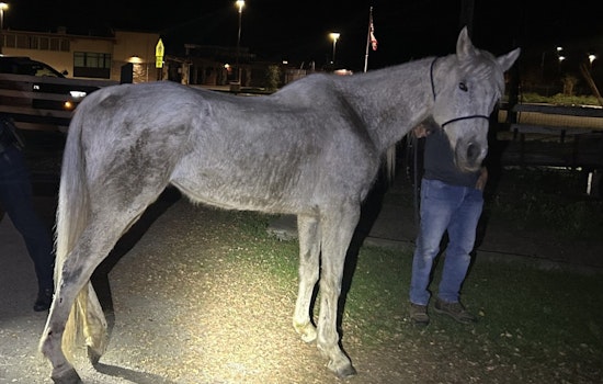 Loose Morgan Hill Horse Trots Down Roads Like It Owns The Place