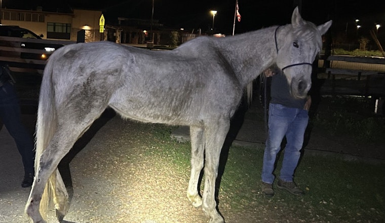 Loose Morgan Hill Horse Trots Down Roads Like It Owns The Place
