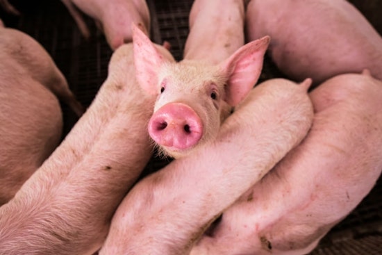Madison County Pig Farm Inferno Leaves Thousands Dead In Barn Collapse