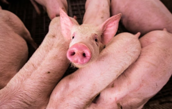 Madison County Pig Farm Inferno Leaves Thousands Dead In Barn Collapse