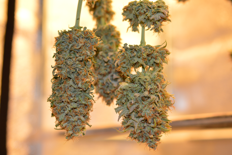Maryland Aims To Light Up 60 New Cannabis Shops By Fall