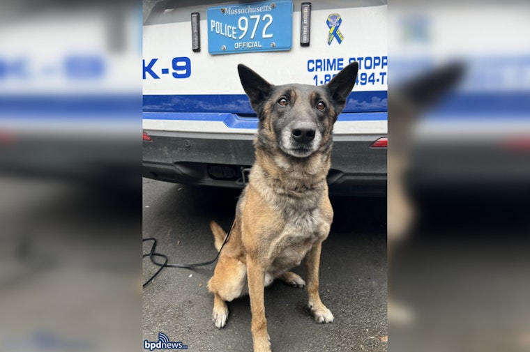 Mattapan Midnight Chase as K-9 Cedric Tracks Down Suspect With Loaded Glock