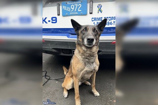Mattapan Midnight Chase as K-9 Cedric Tracks Down Suspect With Loaded Glock