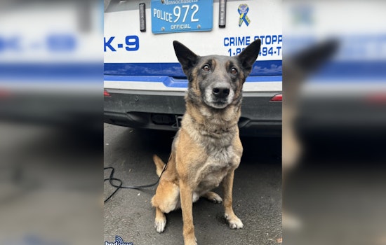 Mattapan Midnight Chase as K-9 Cedric Tracks Down Suspect With Loaded Glock