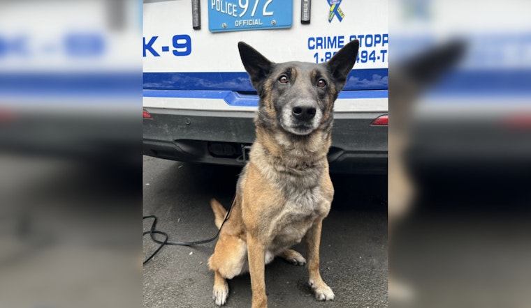 Mattapan Midnight Chase as K-9 Cedric Tracks Down Suspect With Loaded Glock