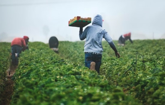 Maui Organic Hopes Cut Short as Feds Pull Plug on Farm Aid Early