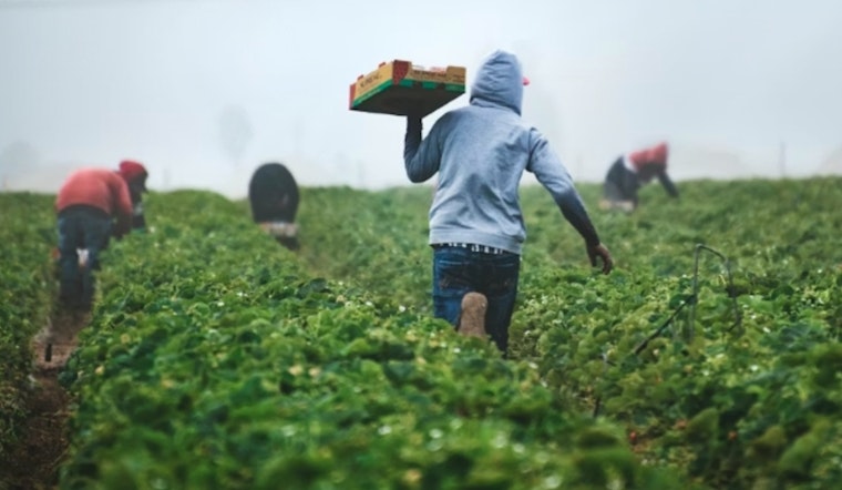Maui Organic Hopes Cut Short as Feds Pull Plug on Farm Aid Early