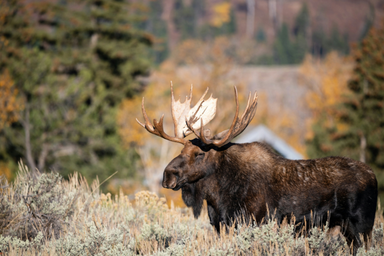 Michigan Moose Numbers Tumble to 300: Wildlife Experts Probe Causes of Decline
