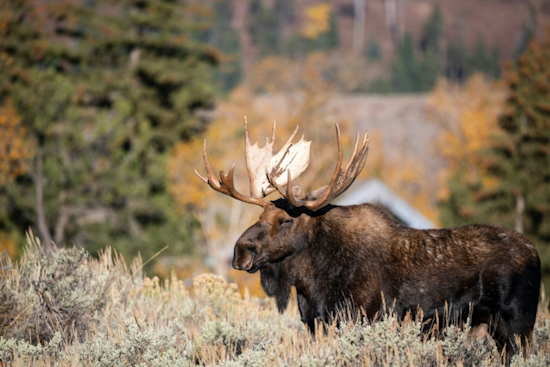 Michigan Moose Numbers Tumble to 300: Wildlife Experts Probe Causes of Decline
