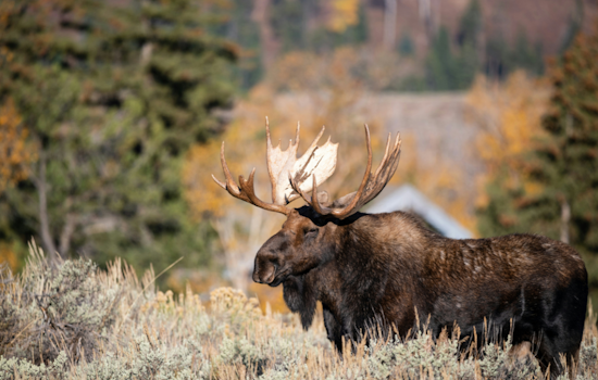 Michigan Moose Numbers Tumble to 300: Wildlife Experts Probe Causes of Decline
