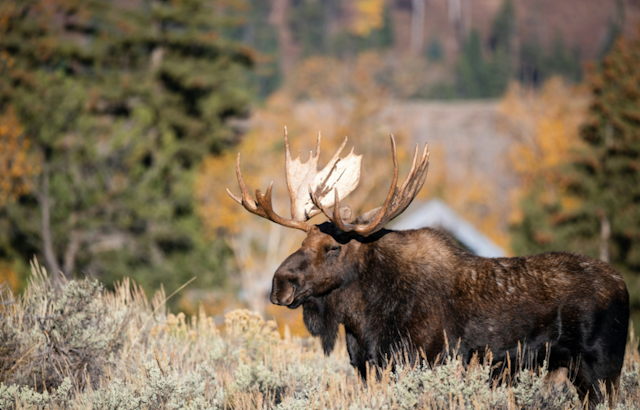 Michigan Moose Numbers Tumble to 300: Wildlife Experts Probe Causes of Decline