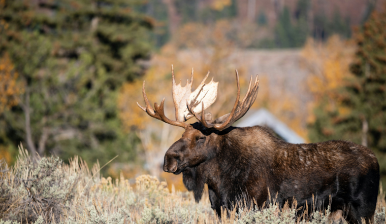 Michigan Moose Numbers Tumble to 300: Wildlife Experts Probe Causes of Decline