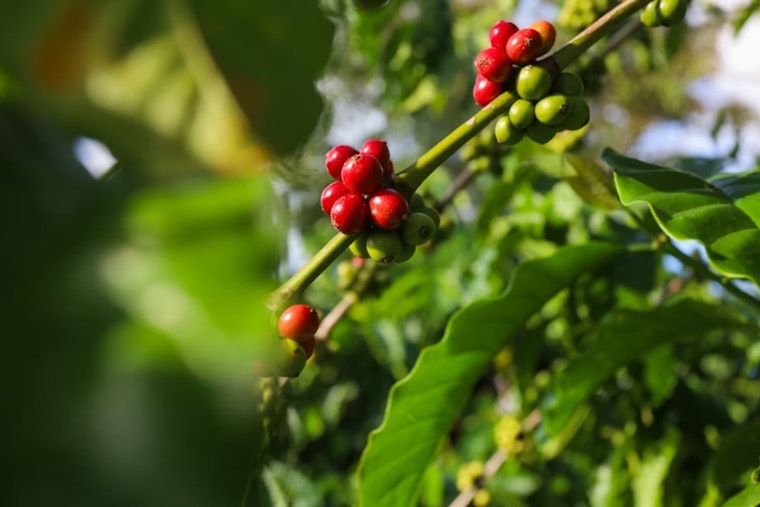 Michigan Pension Fund Tries To Toss Suit Over Sour Kona Coffee Bet