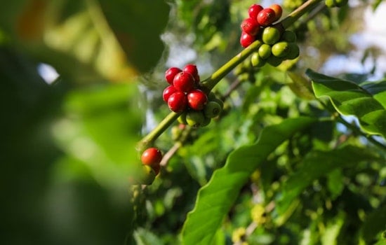 Michigan Pension Fund Tries To Toss Suit Over Sour Kona Coffee Bet
