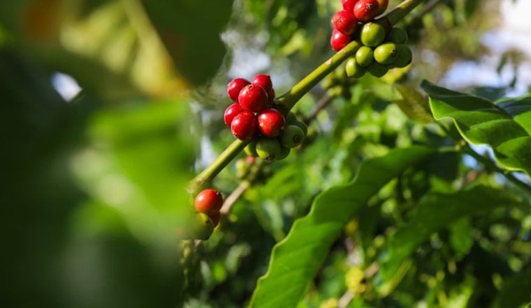 Michigan Pension Fund Tries To Toss Suit Over Sour Kona Coffee Bet