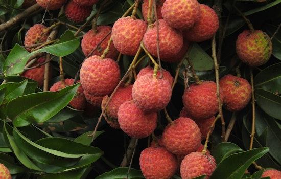 Microscopic Menace Puts Florida’s Lychee Trees On Edge