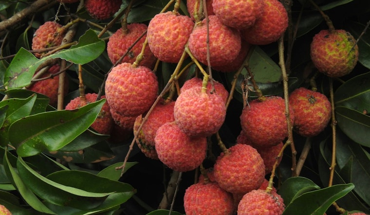 Microscopic Menace Puts Florida’s Lychee Trees On Edge