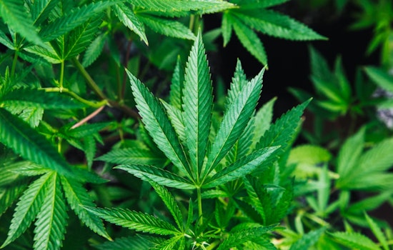 Milwaukee Hemp Shops Fight For Survival As Federal Crackdown Nears