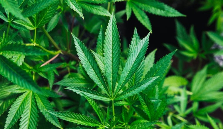 Milwaukee Hemp Shops Fight For Survival As Federal Crackdown Nears