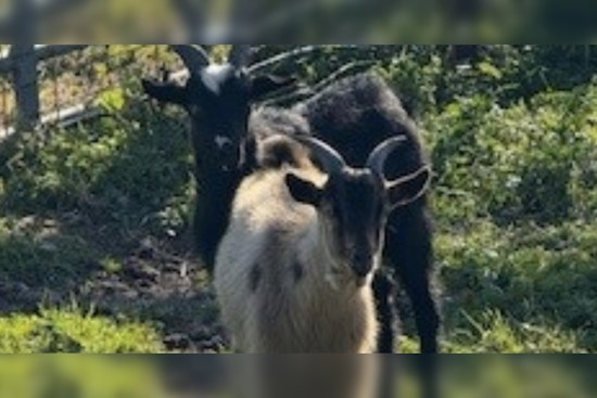 Mischievous Goats "Arrested" by Jacksonville Sheriff's Office, Awaiting Bail or Adoption