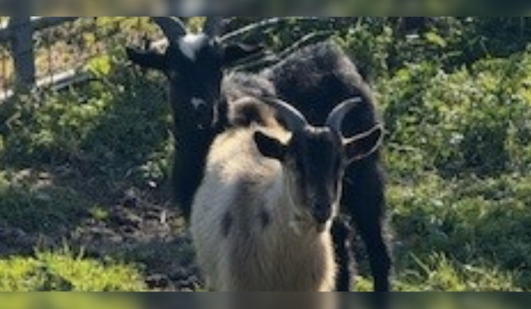 Mischievous Goats "Arrested" by Jacksonville Sheriff's Office, Awaiting Bail or Adoption