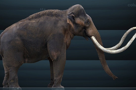 Missouri Bone Hunter Hauls 92-Pound 'Mammoth' From Backwoods Pond