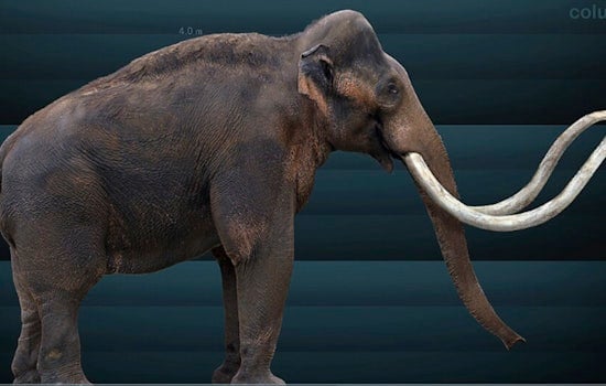 Missouri Bone Hunter Hauls 92-Pound 'Mammoth' From Backwoods Pond