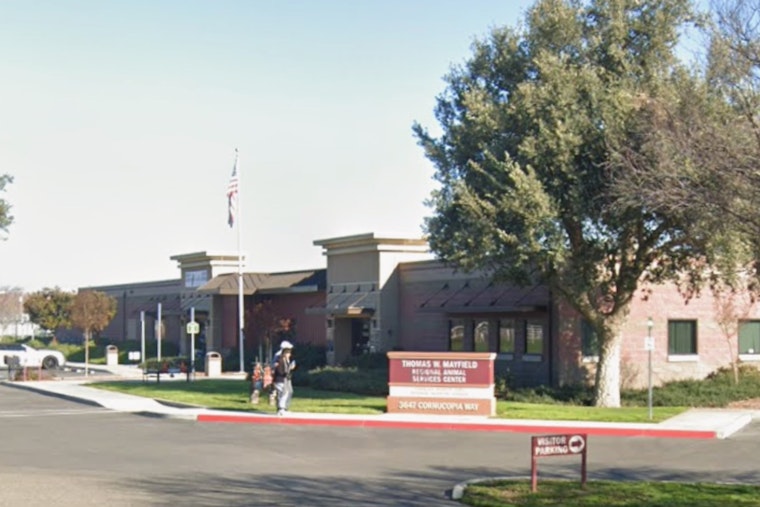 Modesto Shelter’s Grim Countdown: Dozens of Dogs Face Euthanasia