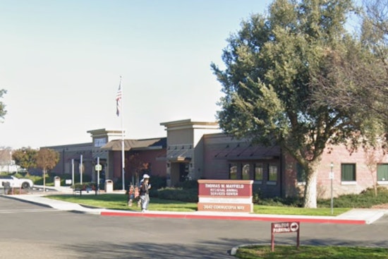 Modesto Shelter’s Grim Countdown: Dozens of Dogs Face Euthanasia