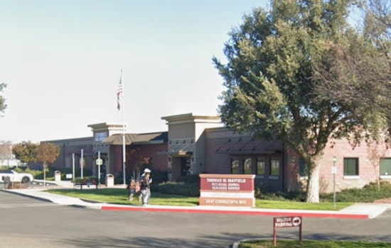 Modesto Shelter’s Grim Countdown: Dozens of Dogs Face Euthanasia
